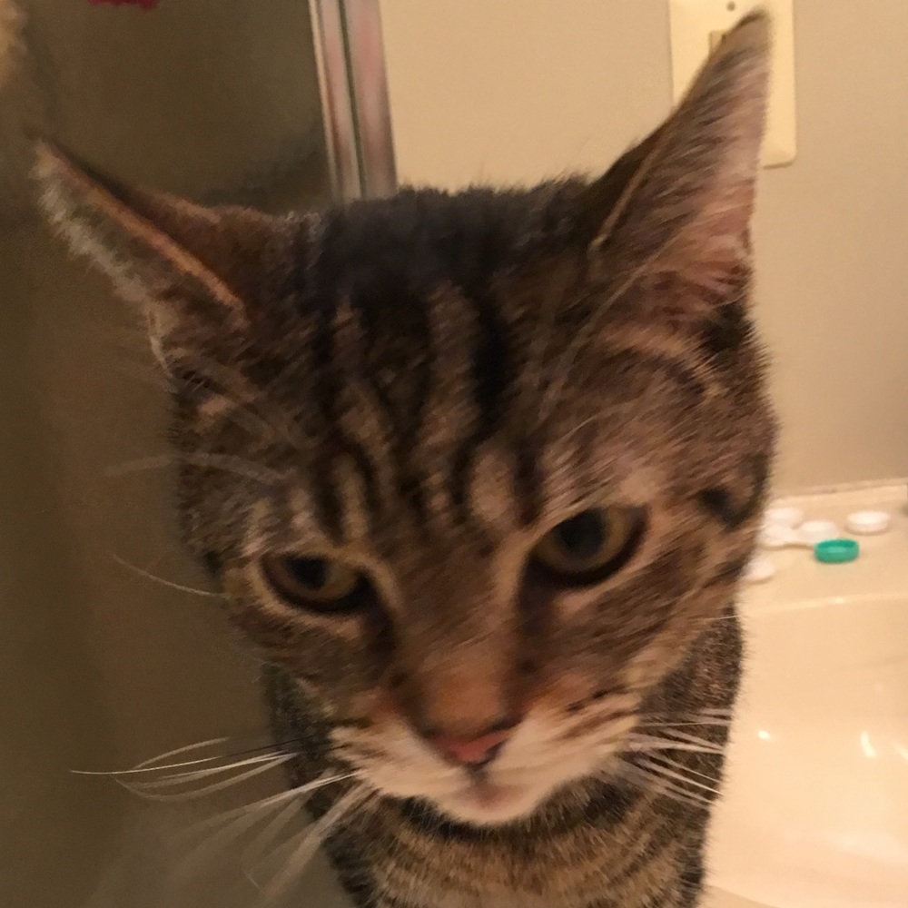 Meet your Posher, Adam